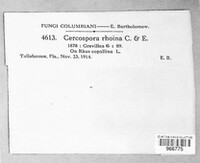Passalora rhoina image